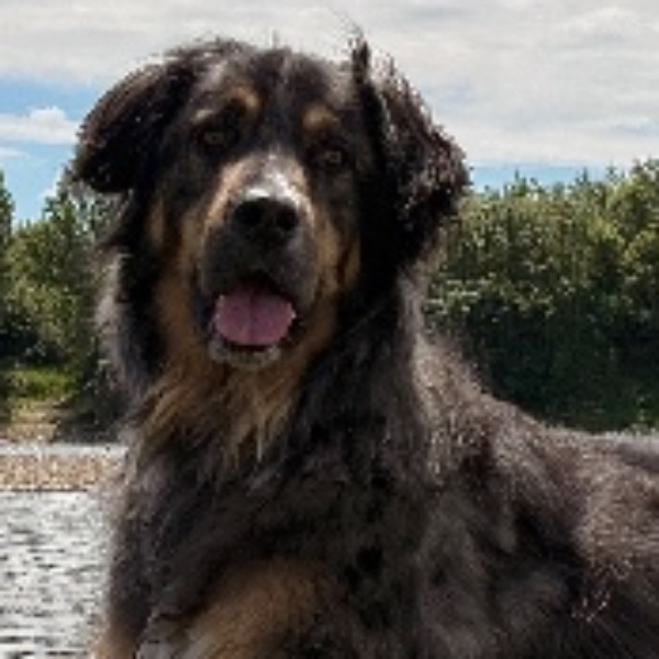 Tonka