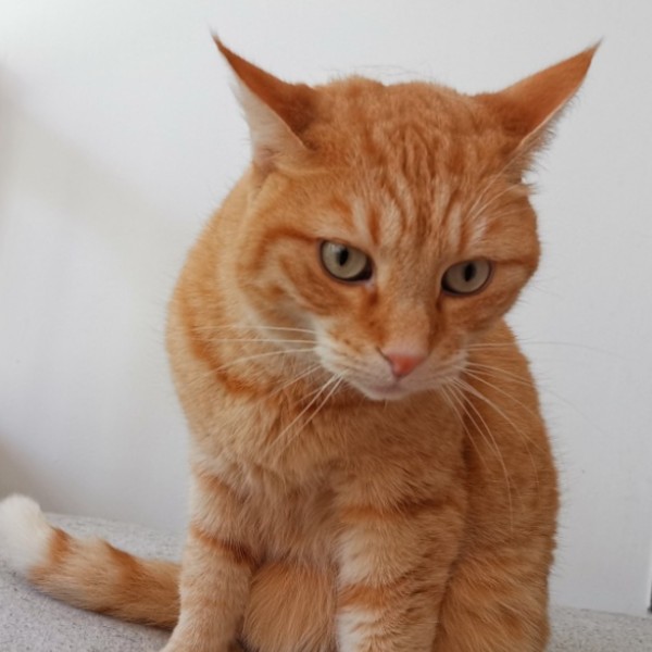 Photo de Loki