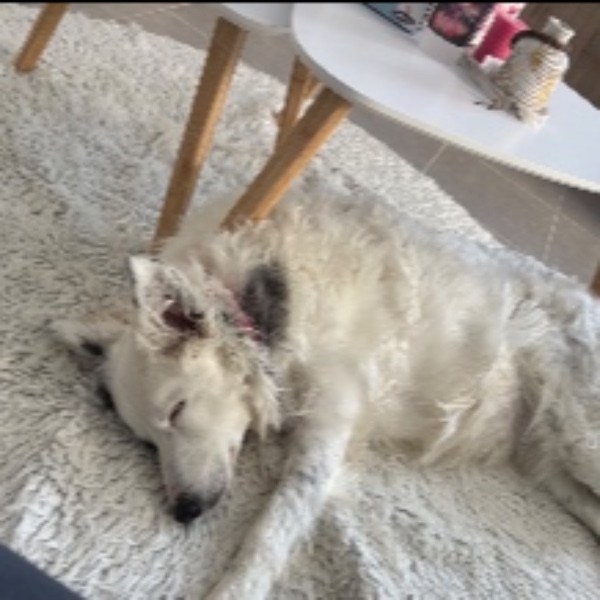 Photo de Bella