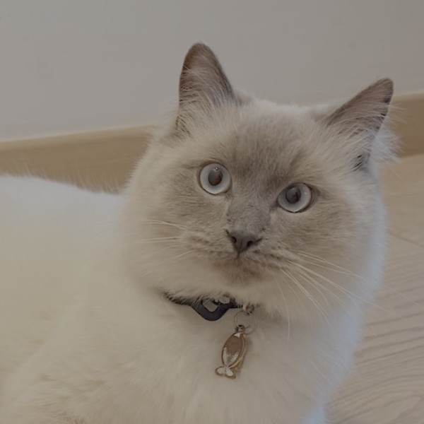 Photo de Felix