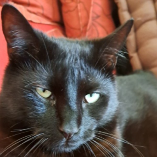 Photo de Grimm