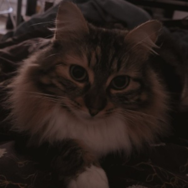 Poopa