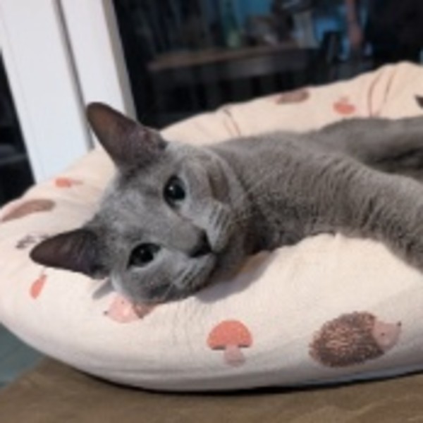 Watson