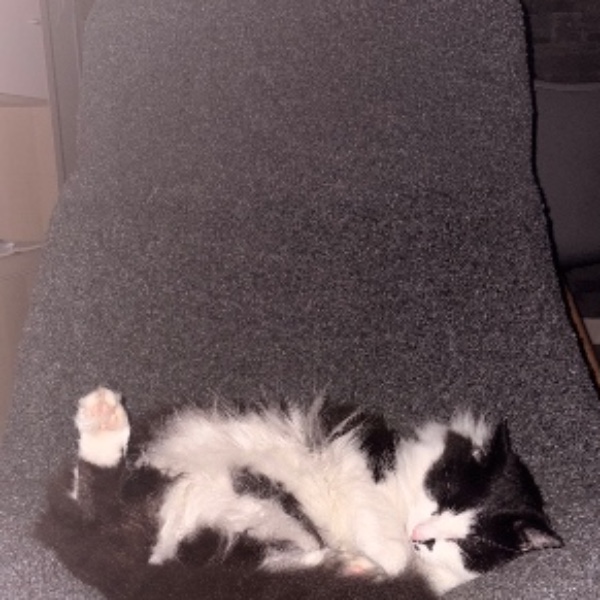 Oreo