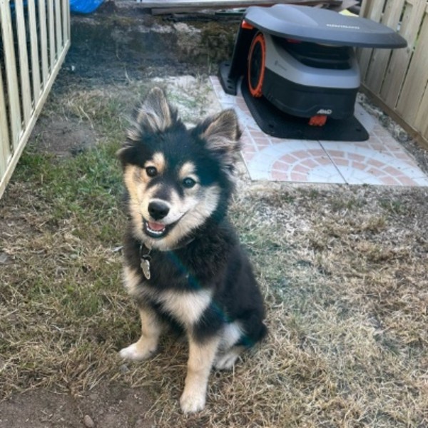 Photo de Loki