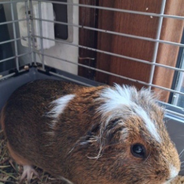 Photo de Brownie