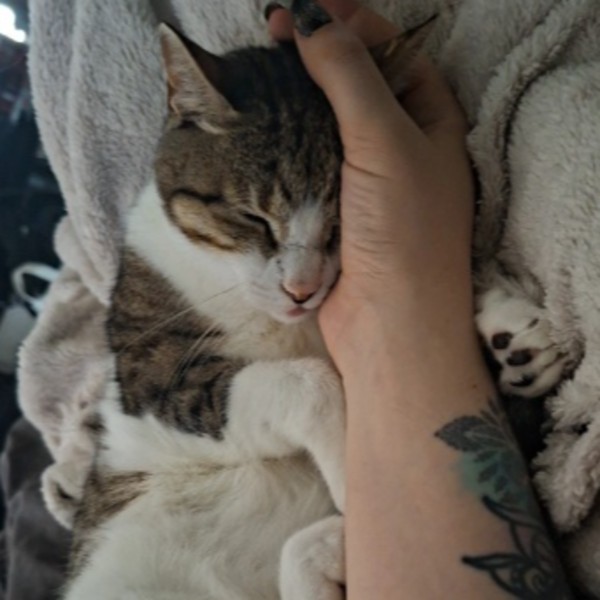 Photo de Pumba