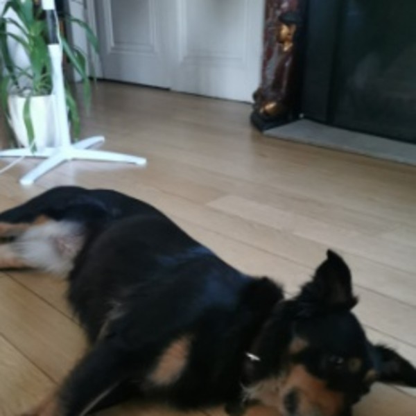 Photo de Dixie