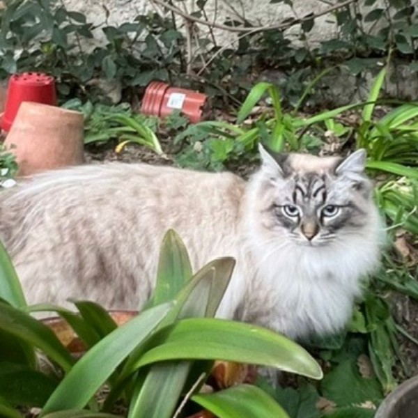 Photo de NIKITA