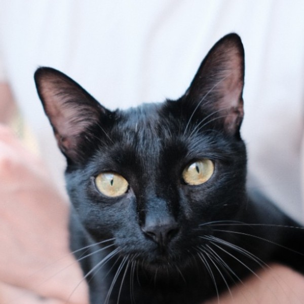 Photo de Umbra
