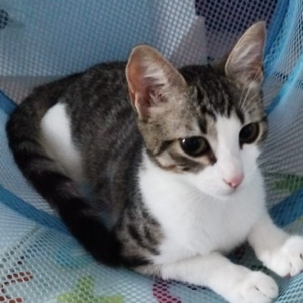 Photo de Athena