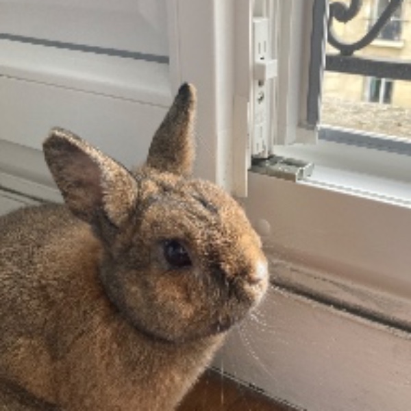 Photo de Lapin