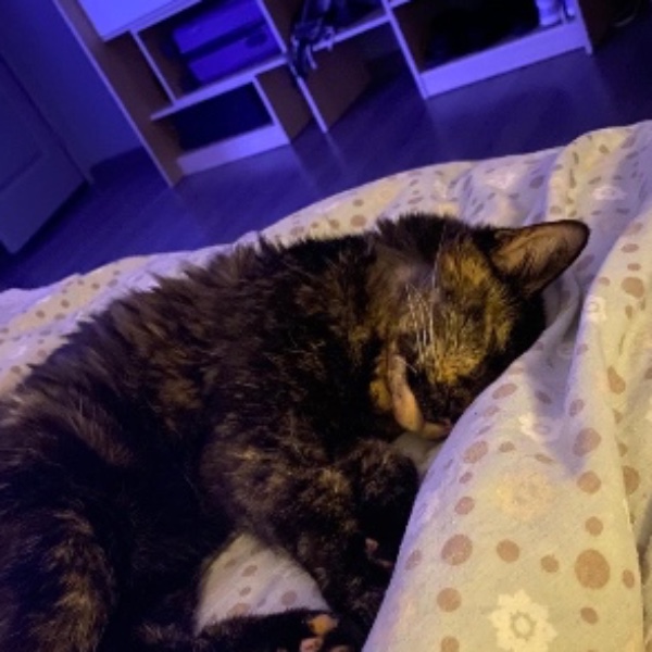 Photo de Poopsie