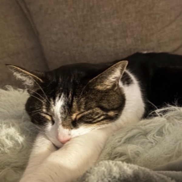 Photo de Baloo