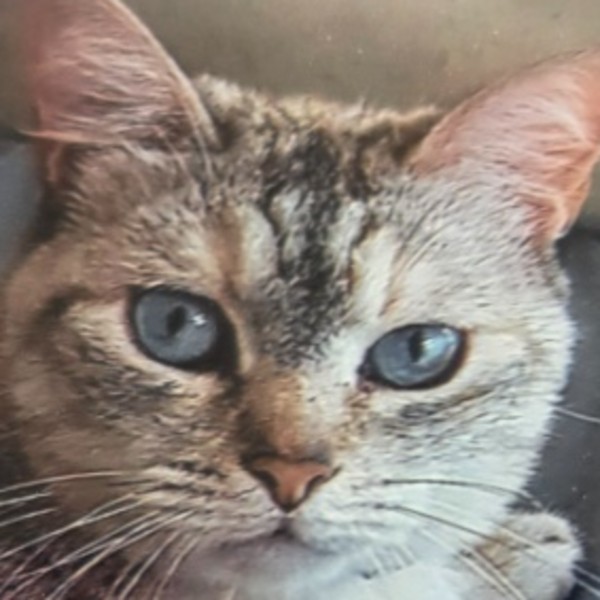 Photo de THAÏS