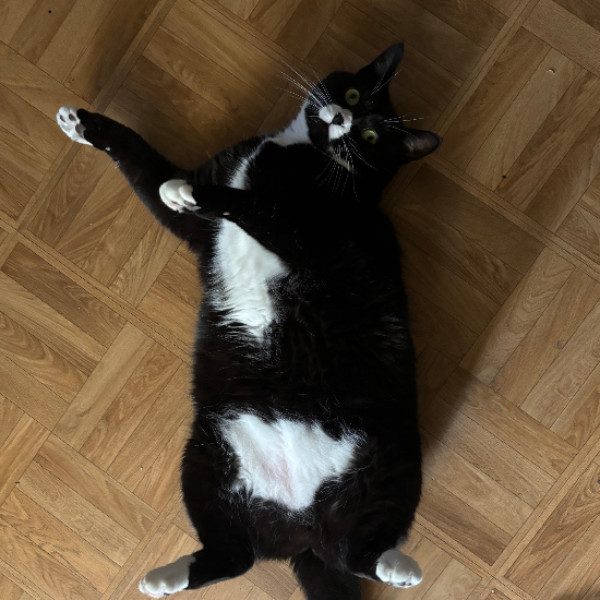 Photo de Piki