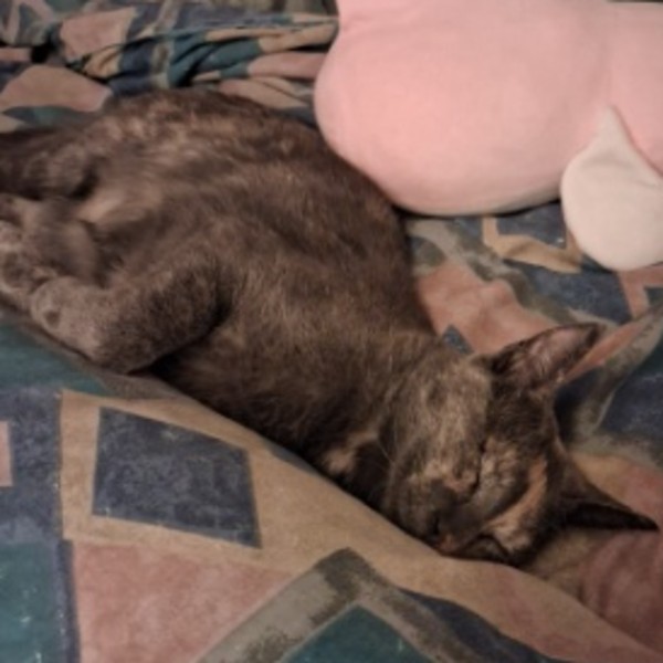 Mimi