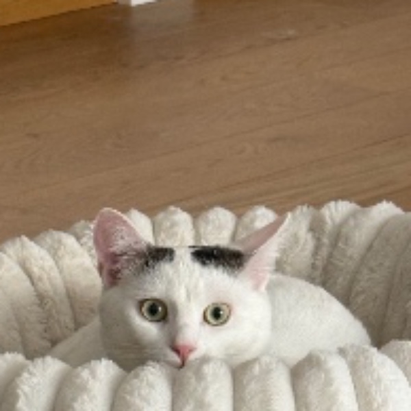 Aïko