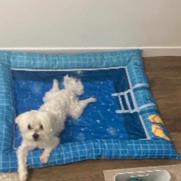 Photo de Polo