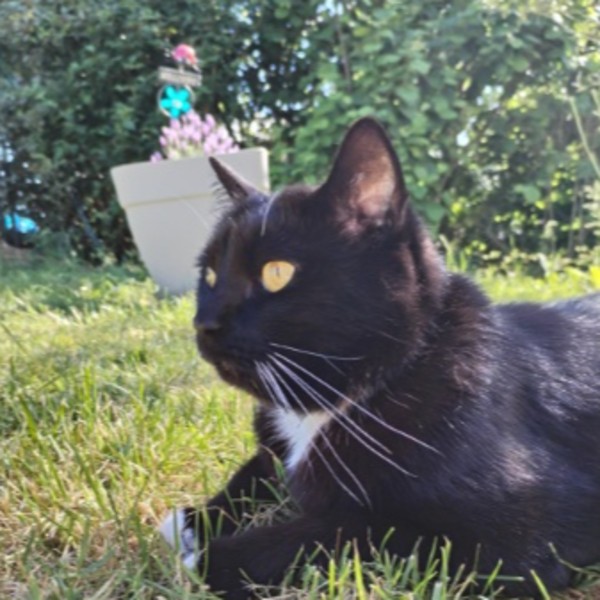 Photo de Oreo
