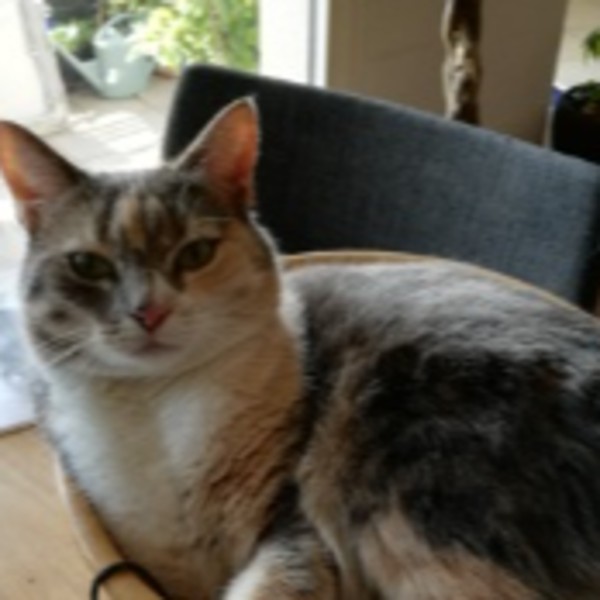 Photo de Griotte