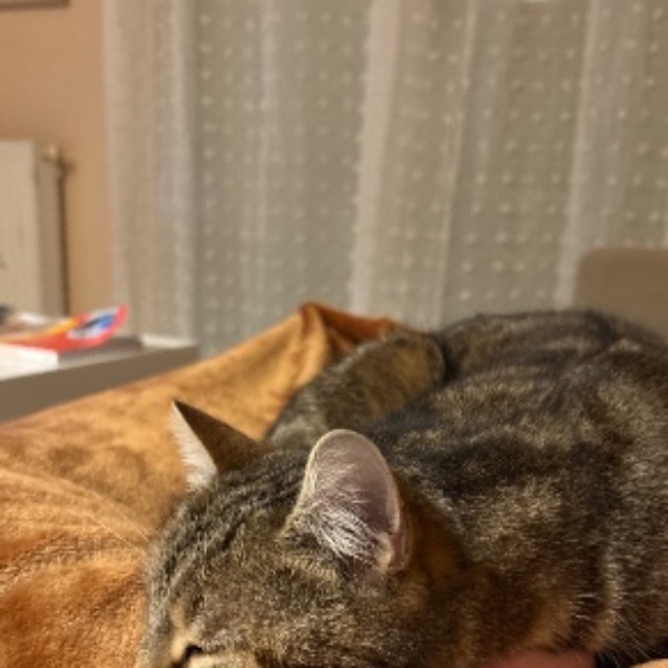 Simba