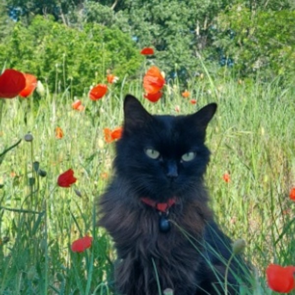 Photo de Sweety
