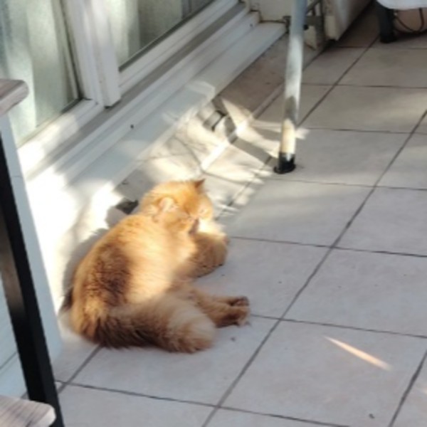 Photo de Alvin