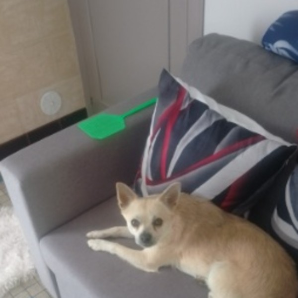 Photo de Floki