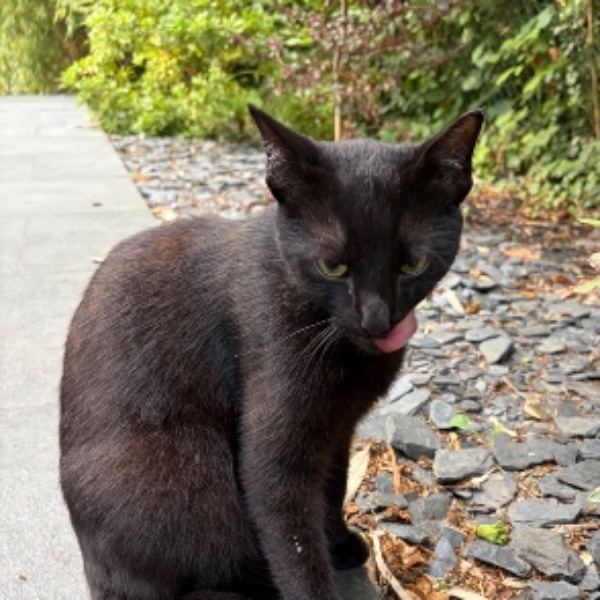 Photo de Génépi