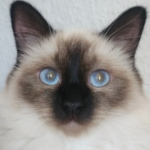Photo de Zima