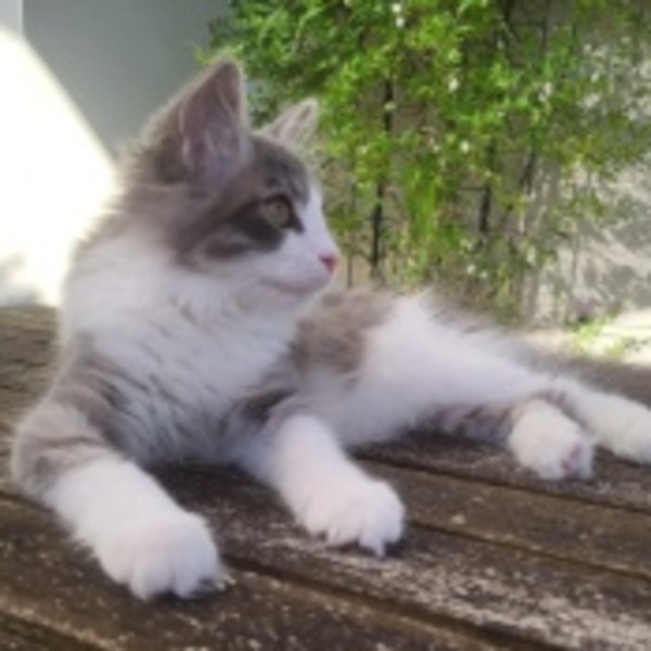 Photo de LUNA
