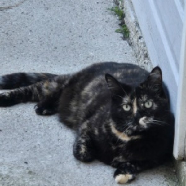 Posie