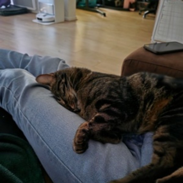 Photo de Katsu