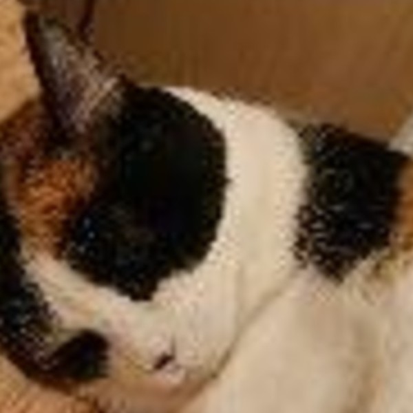 Photo de Cannelle