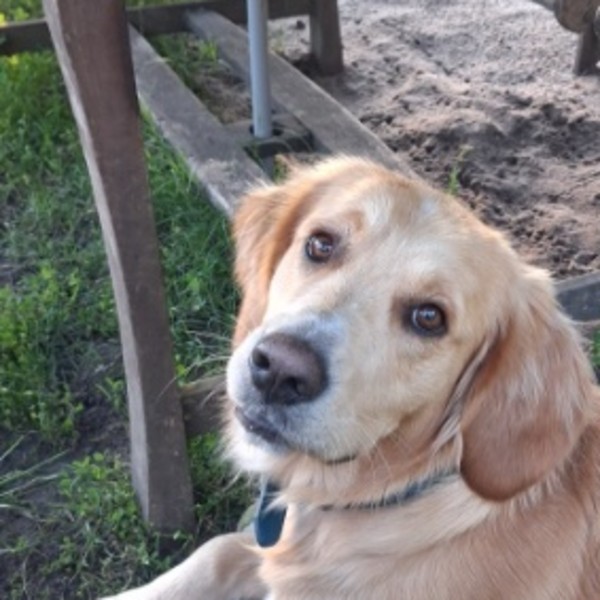 Alf