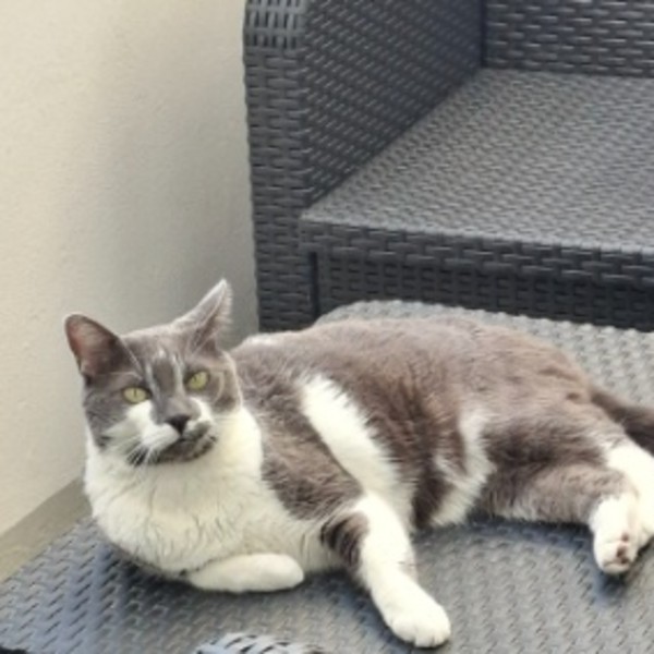 Photo de Domino