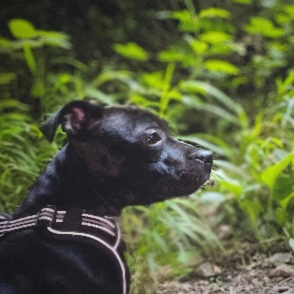 Photo de Stella