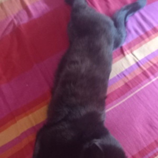 Inaya