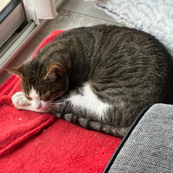Photo de Grou