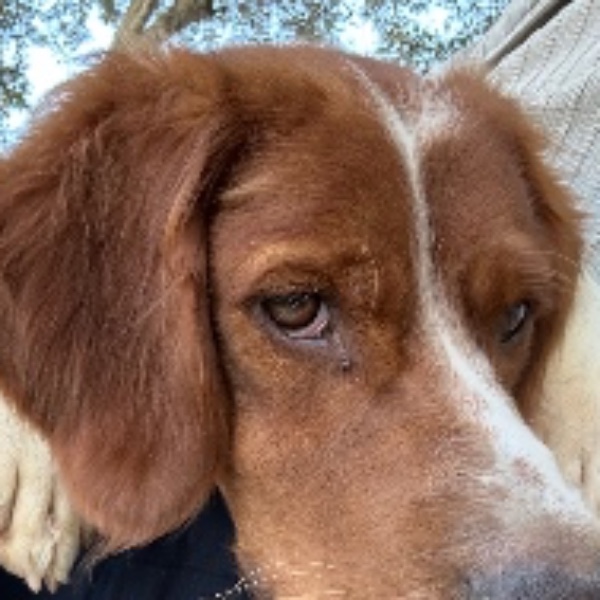Rupert