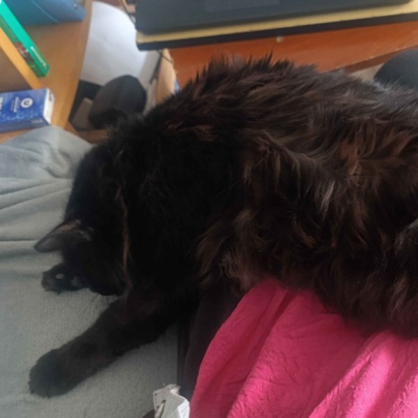 Photo de Marley