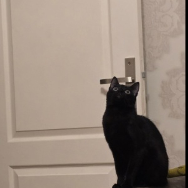 Moché