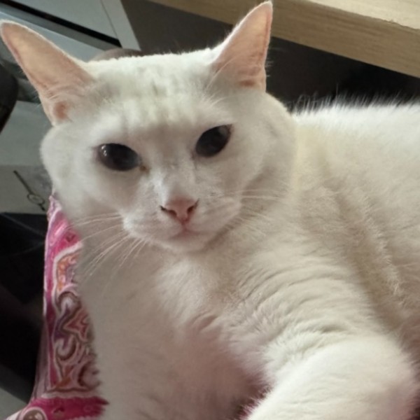 Photo de Snow