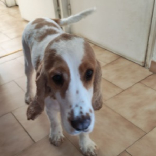 Photo de Milo
