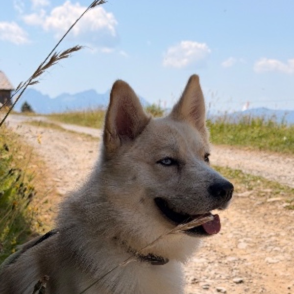 Photo de Asko