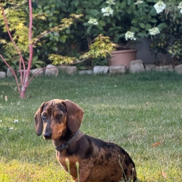 Photo de Pepita