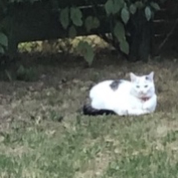 Photo de Snoupy