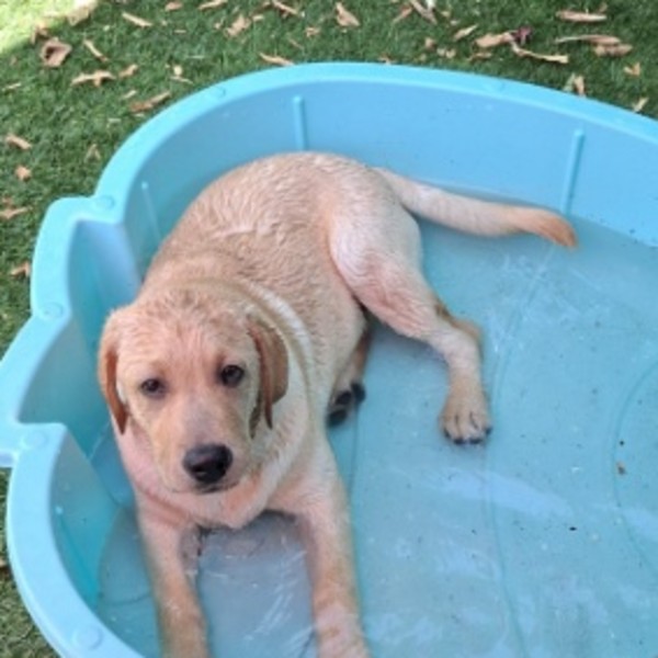 Photo de Balou