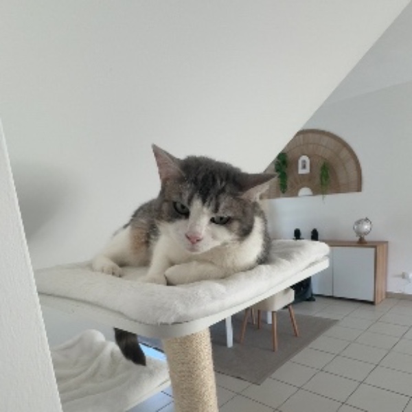 mimi